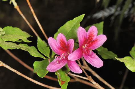 杜鵑花|杜鵑花科